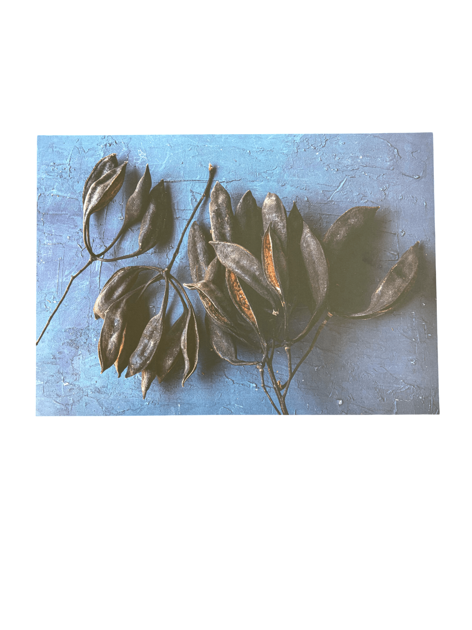 Disposable Placemats - Black Pods - The Hideaway