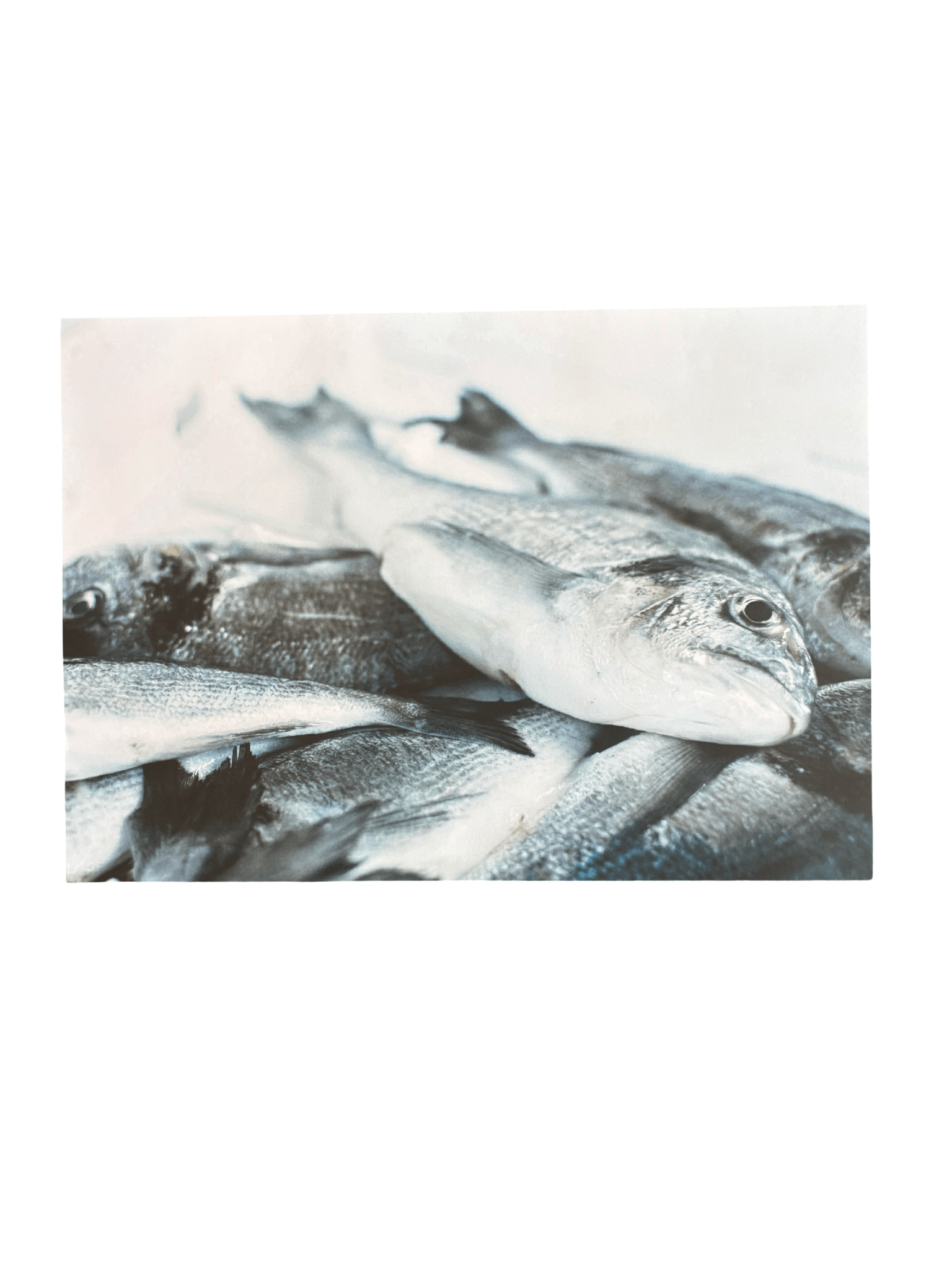 Disposable Placemats - Sardines - The Hideaway