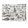 Disposable Placemats - Sea Creatures - The Hideaway