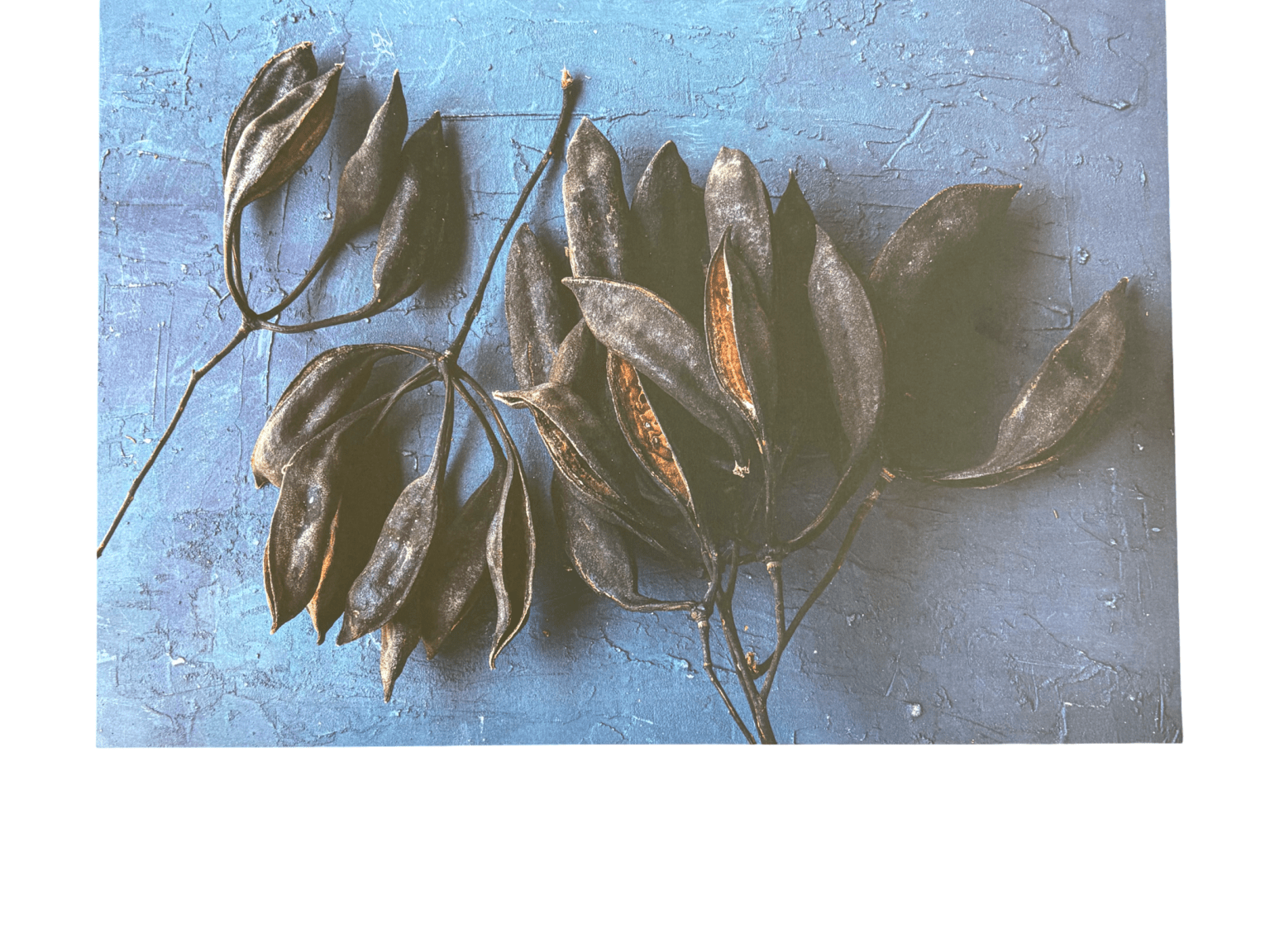 Disposable Placemats - Black Pods - The Hideaway