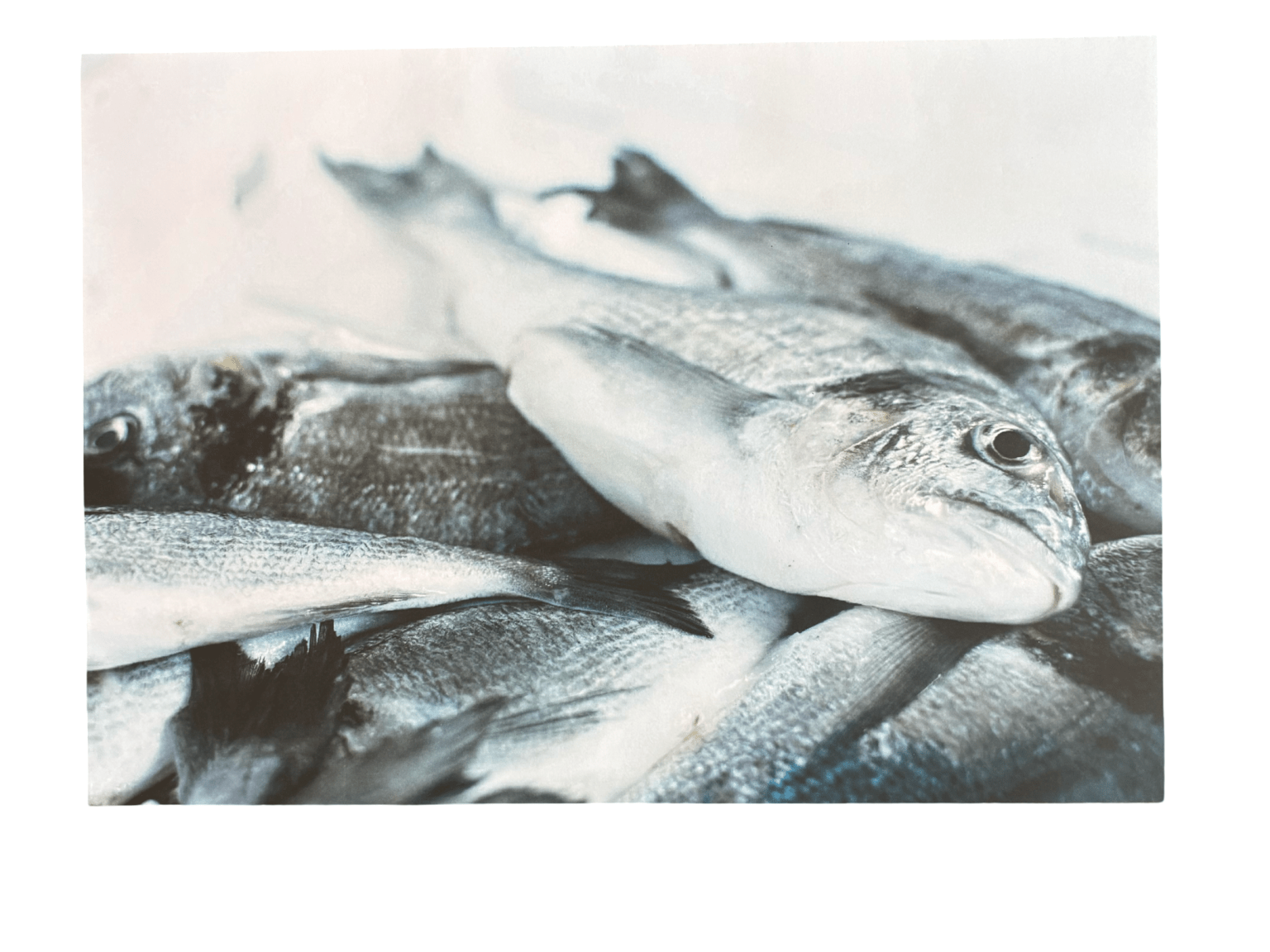 Disposable Placemats - Sardines - The Hideaway